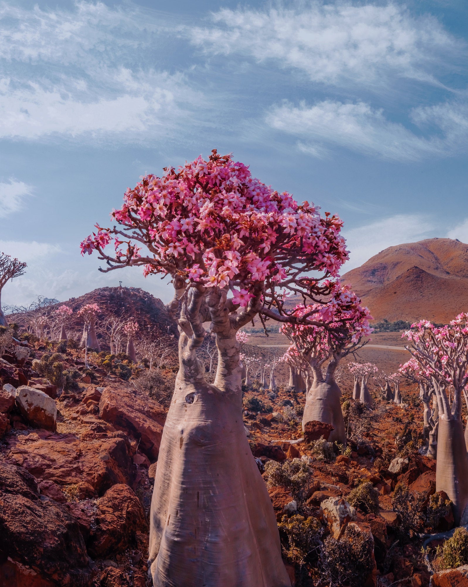 A flowering desert rose with a thick, pale, bottle-shaped trunk and pink blossoms stands among dark rocks, with smaller desert roses and low mountains beneath a cloud-streaked sky. Photo by Kristina Makeeva. Alpha 7R IV. 24-70mm f/2.8 G Master.