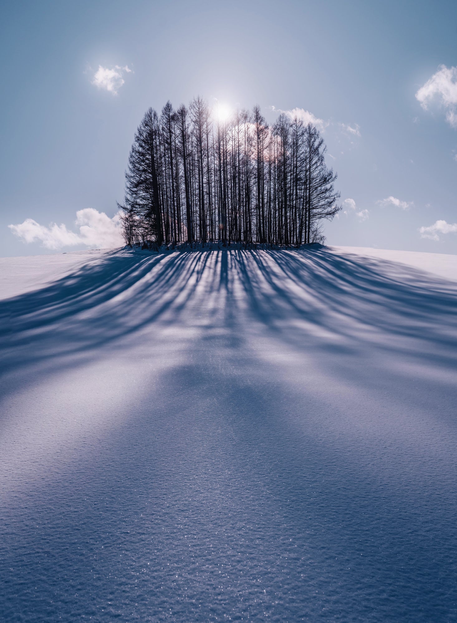 Bare trees stand on a snow-covered hill, backlit by the low winter sun. Their long blue shadows stretch across the textured snow beneath a pale sky. Photo by Kristina Makeeva. Alpha 7R IV. 24-70mm f/2.8 G Master.