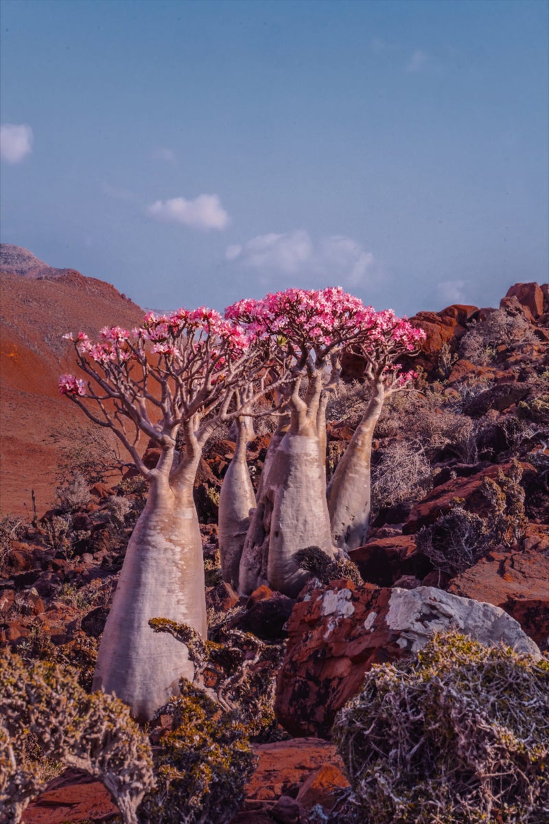 https://alphauniverseglobal.media.zestyio.com/-Sony24-70mm28-Lens_7_Socotra.jpg?height=1200&fit=bounds