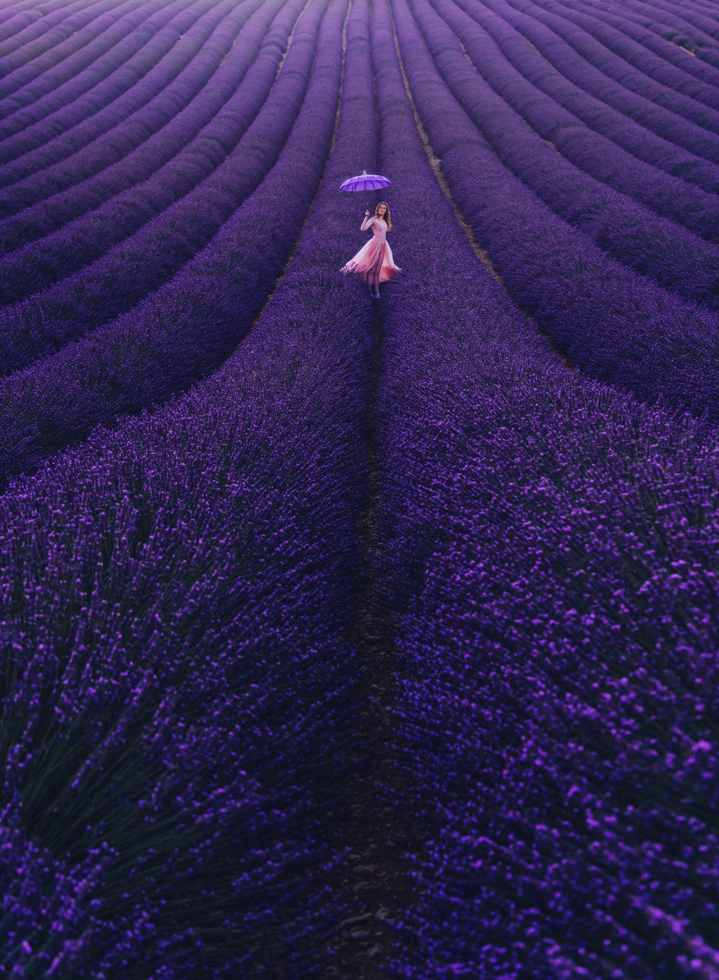 A woman in a flowing pink dress walks between sweeping rows of purple lavender, holding a matching umbrella above her as the patterned field stretches into the distance. Photo by Kristina Makeeva. Alpha 7R IV. 70-200mm f/2.8 G Master.