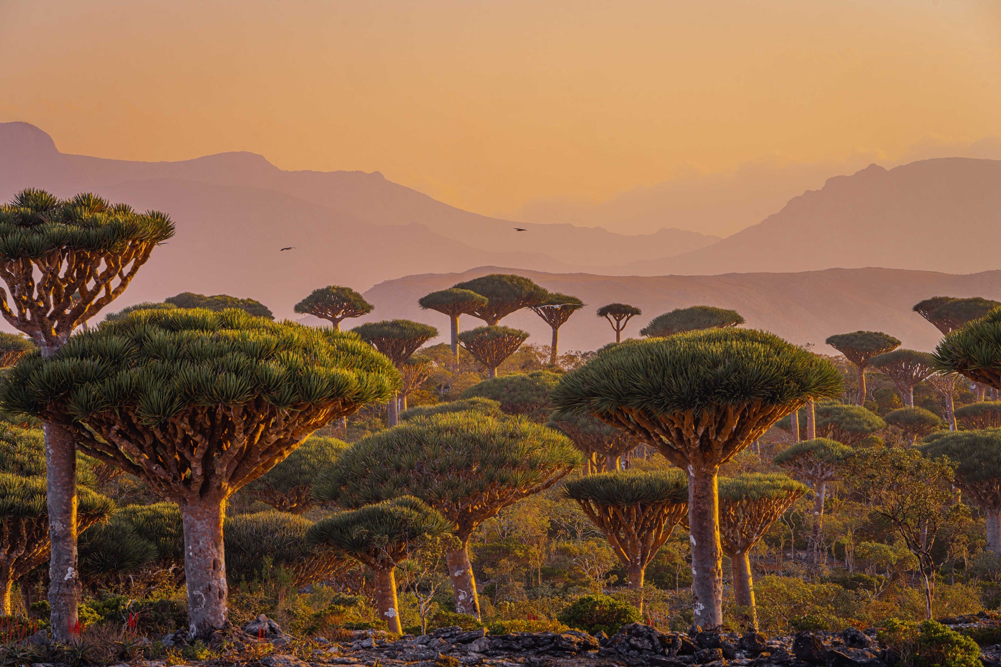Dragon blood trees with broad, umbrella-shaped crowns cover a rocky hillside in golden light, while layered mountains fade into a hazy orange sky. Photo by Kristina Makeeva. Alpha 7R IV. 70-200mm f/2.8 G Master.