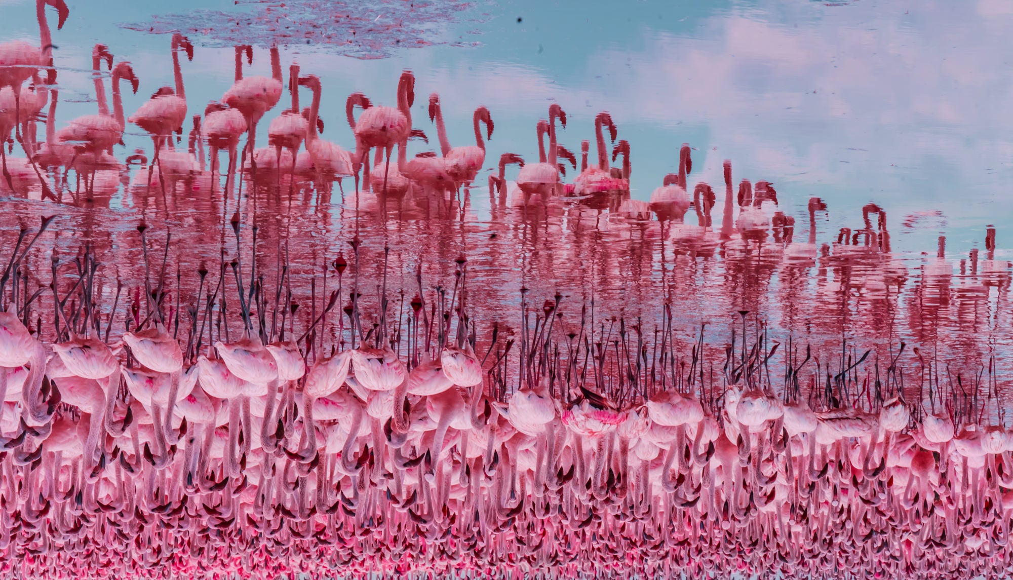A flock of pink flamingos wades through shallow water, their long legs and curved necks reflected among dense pink water lilies and dark reed stems. Photo by Kristina Makeeva. Alpha 7R IV. 70-200mm f/2.8 G Master.