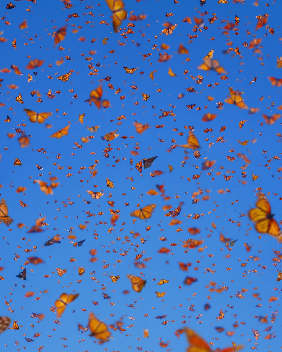https://alphauniverseglobal.media.zestyio.com/-Sony70-200mm28-Lens_29_Monarch_butterfly_Mexico.jpg?height=1200&fit=bounds