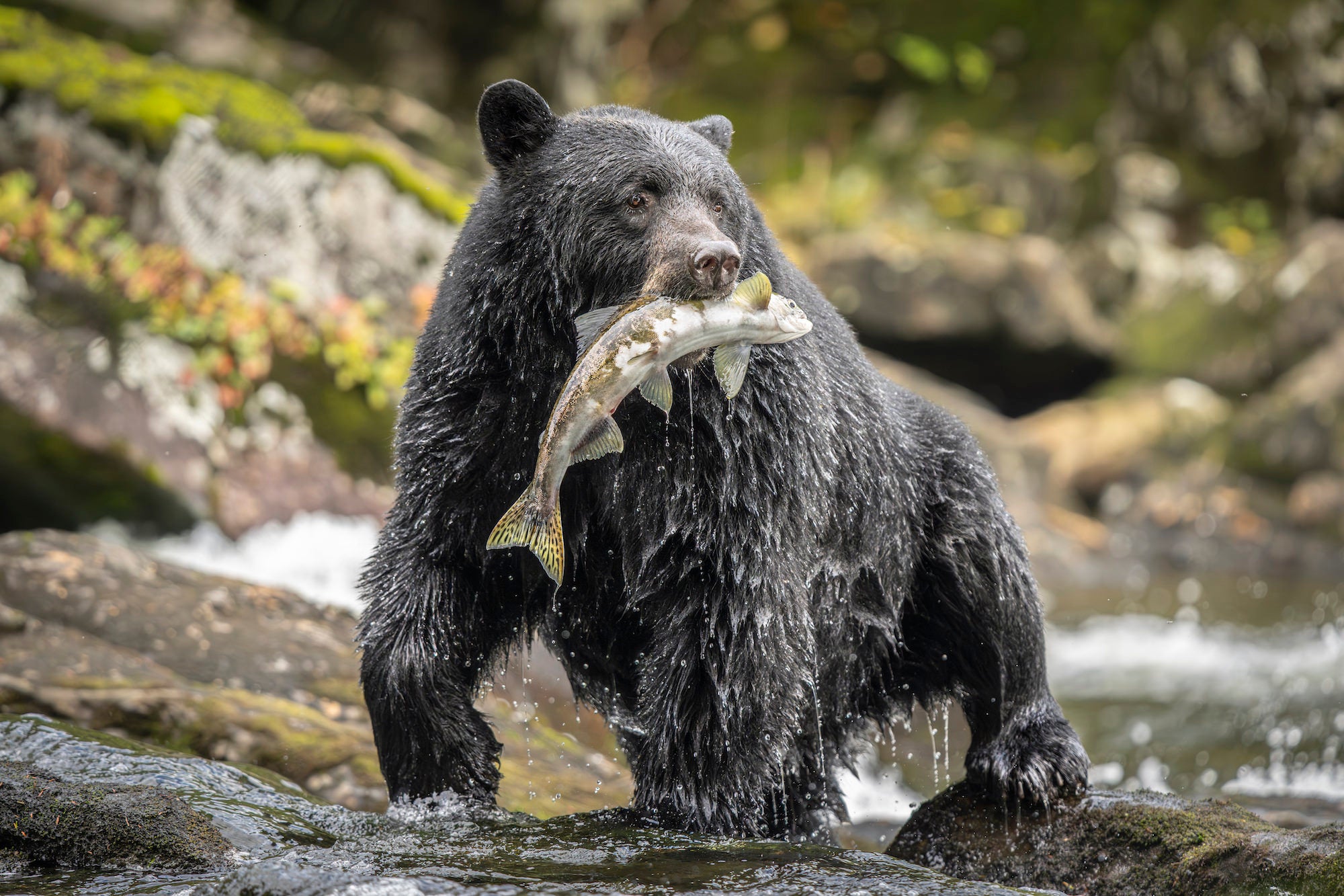 Wet black bear standing in a rocky stream with a freshly caught salmon in its mouth. Photo by Jack Plant. Alpha 1. 200-600mm f/5.6-6.3 G. 1/1000-sec., f/6.3, ISO 4000. Wet black bear standing in a rocky stream with a freshly caught salmon in its mouth. Photo by Jack Plant. Alpha 1. 200-600mm f/5.6-6.3 G. 1/1000-sec., f/6.3, ISO 4000.