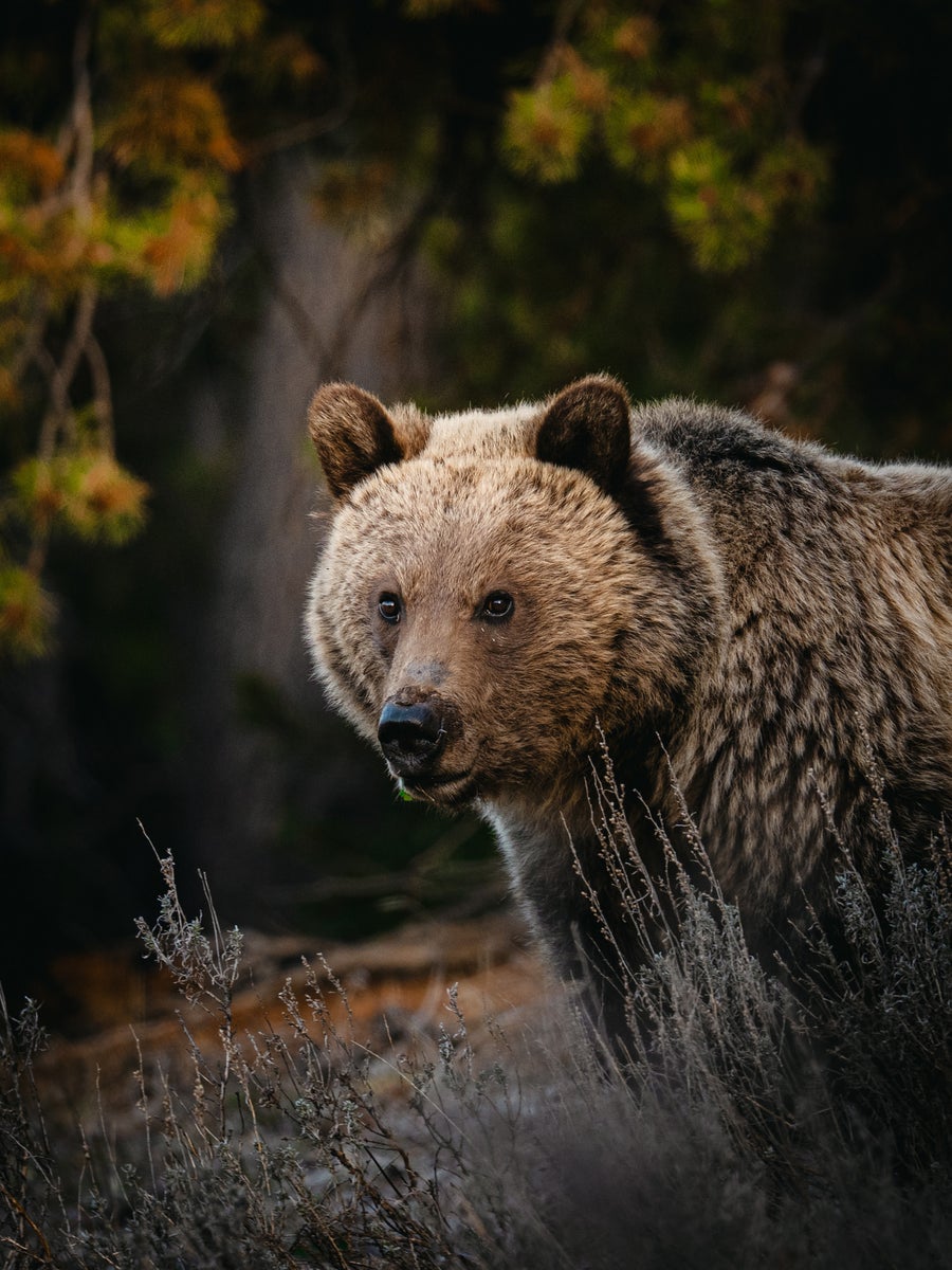https://alphauniverseglobal.media.zestyio.com/20260123_a7RVI_FE-100-400mm-F4.5-GM-OSS_DSC02416.jpg?height=1200&fit=bounds