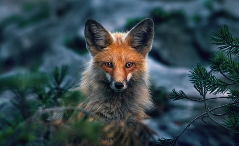 Red Fox Plush-Glacier National Park Conservancy