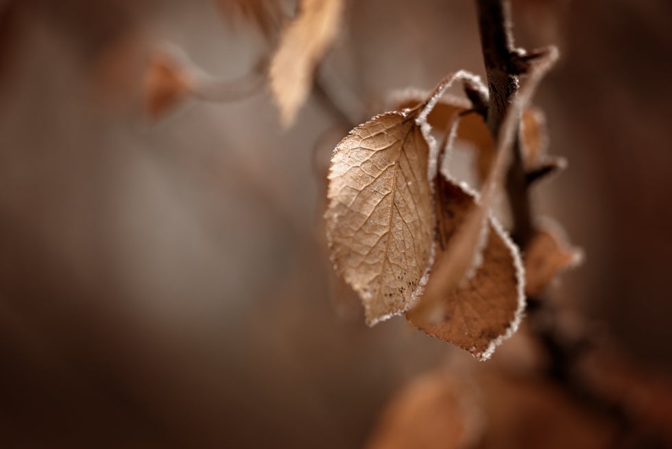 Portrait Of A Lens: FE 90mm f/2.8 Macro G OSS | Sony | Alpha Universe