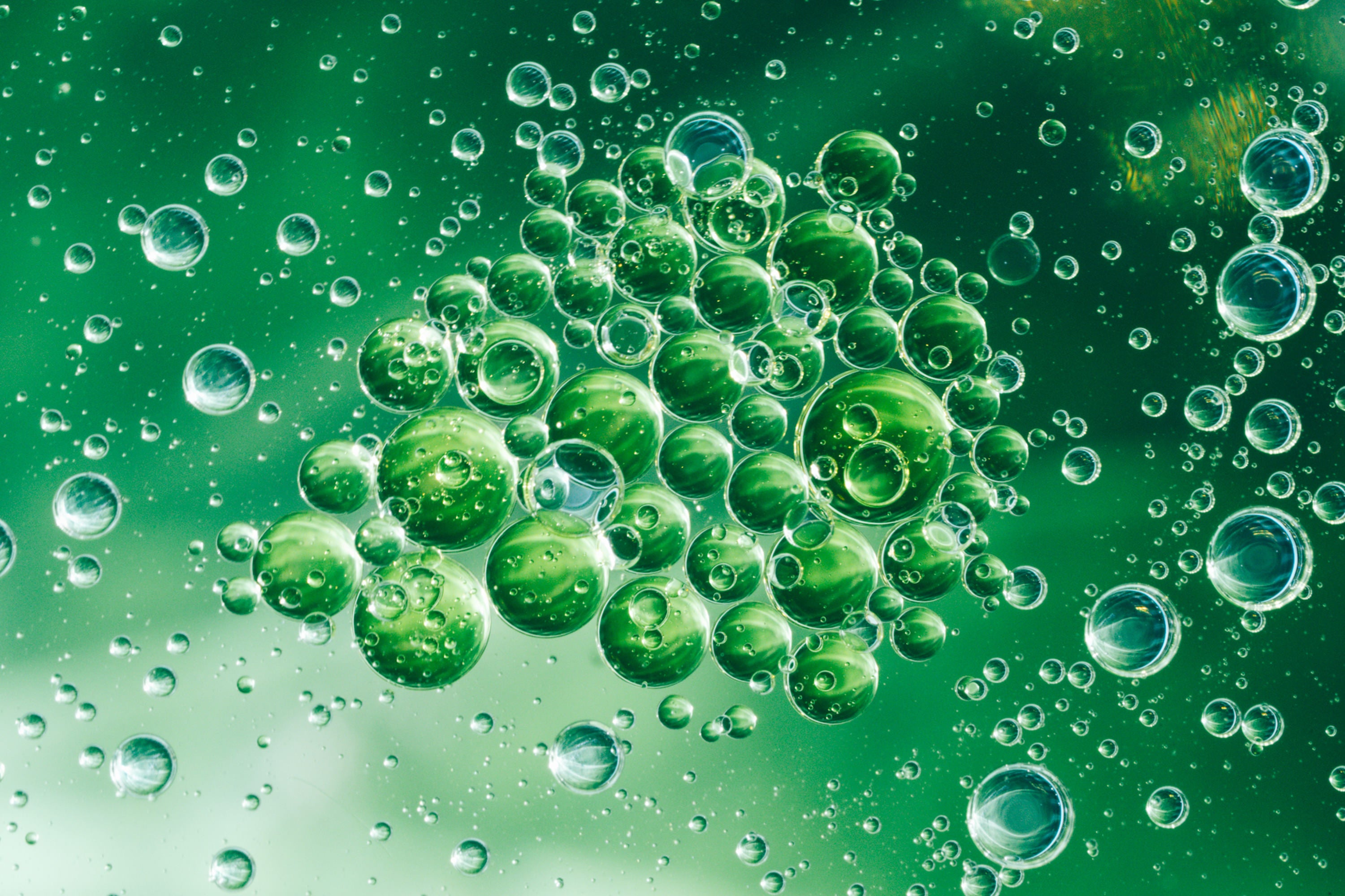 Photo by Erin Sullivan. Alpha 1. 100mm f/2.8 Macro G Master. 1/250-sec., f/16, ISO 1600 Photo by Erin Sullivan. Alpha 1. 100mm f/2.8 Macro G Master. 1/250-sec., f/16, ISO 1600