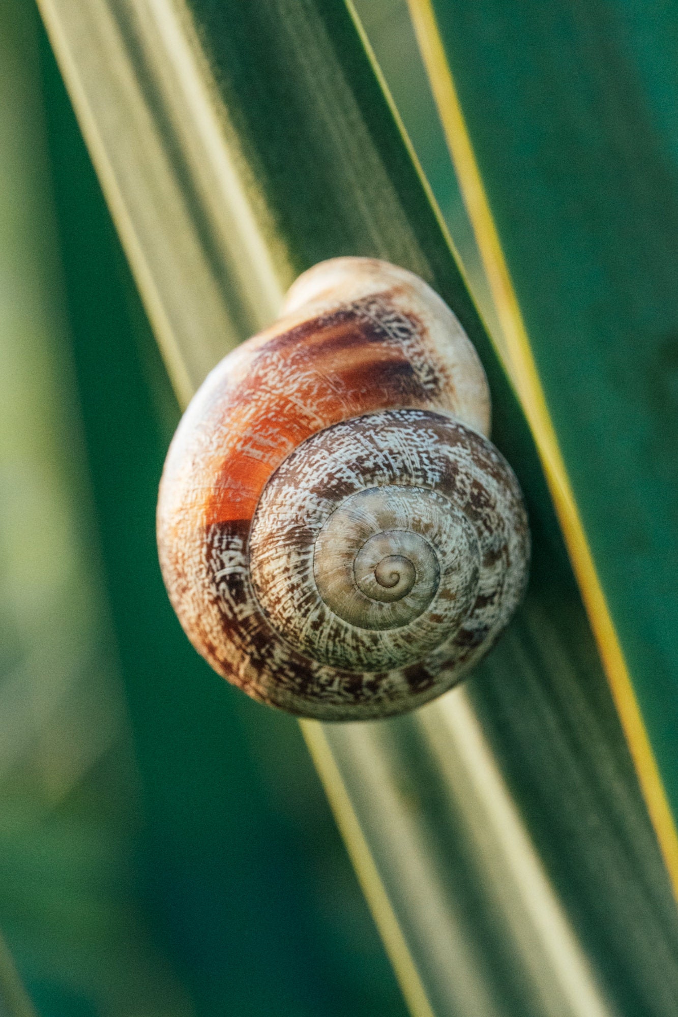 Photo by Erin Sullivan. Alpha 1. 100mm f/2.8 Macro G Master. 1/100-sec., f/8, ISO 10000 Photo by Erin Sullivan. Alpha 1. 100mm f/2.8 Macro G Master. 1/100-sec., f/8, ISO 10000