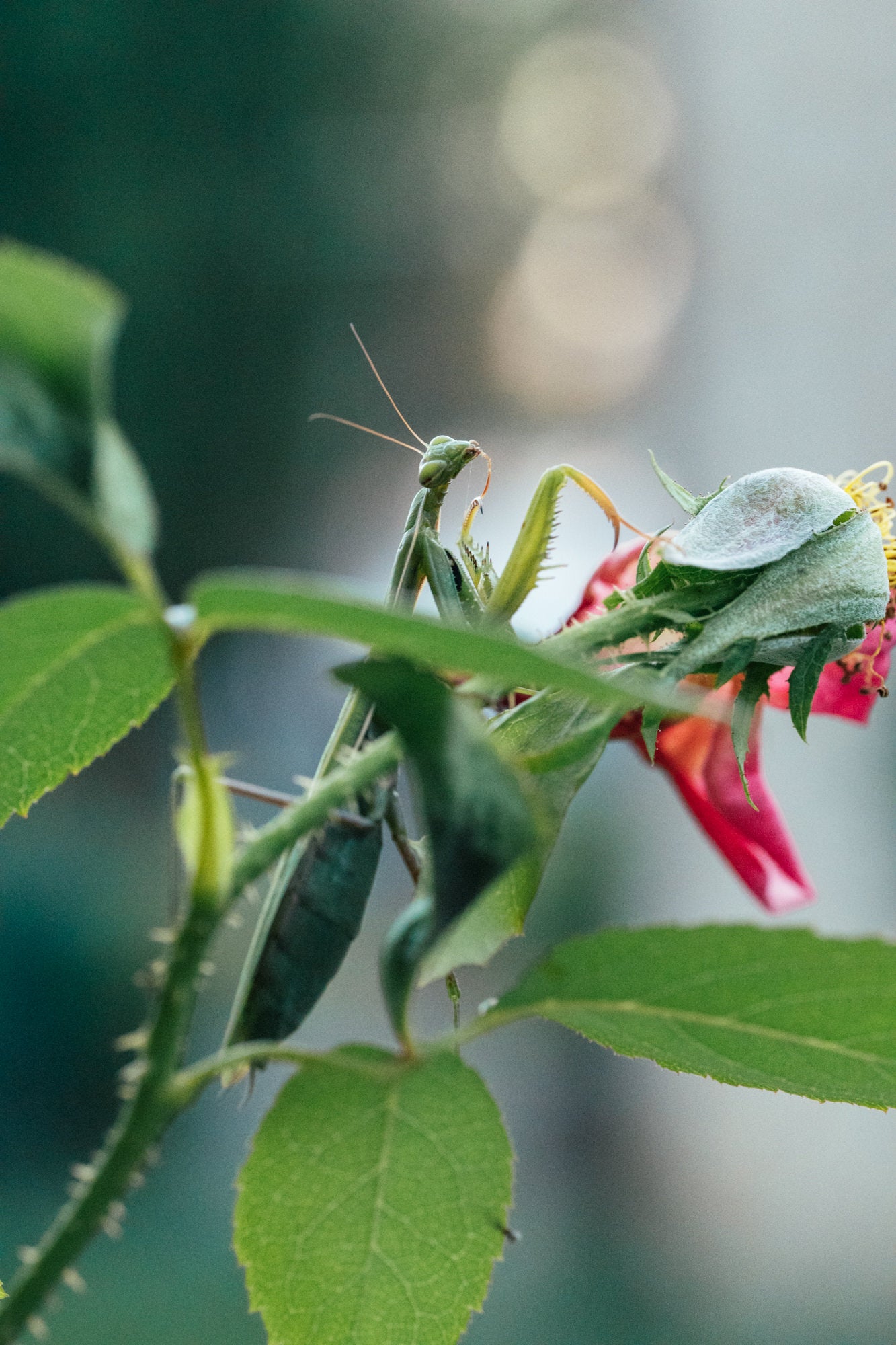 Photo by Erin Sullivan. Alpha 1. 100mm f/2.8 Macro G Master. 1/160-sec., f/5.6, ISO 10000 Photo by Erin Sullivan. Alpha 1. 100mm f/2.8 Macro G Master. 1/160-sec., f/5.6, ISO 10000