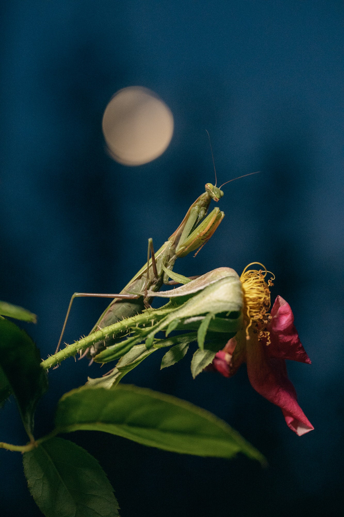 Photo by Erin Sullivan. Alpha 1. 100mm f/2.8 Macro G Master. 1/80-sec., f/4.5, ISO 10000 Photo by Erin Sullivan. Alpha 1. 100mm f/2.8 Macro G Master. 1/80-sec., f/4.5, ISO 10000