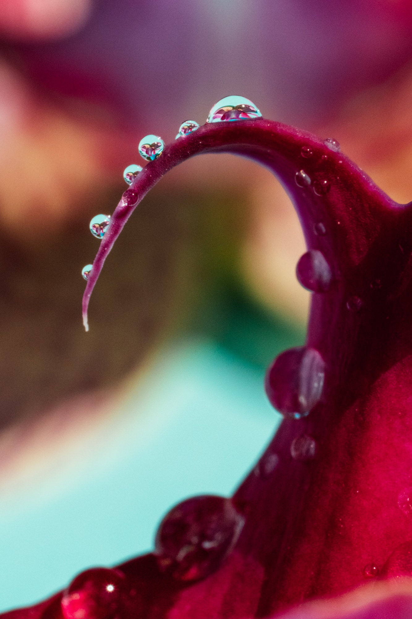 Photo by Erin Sullivan. Alpha 1. 100mm f/2.8 Macro G Master. 1/500-sec., f/22, ISO 3200 Photo by Erin Sullivan. Alpha 1. 100mm f/2.8 Macro G Master. 1/500-sec., f/22, ISO 3200