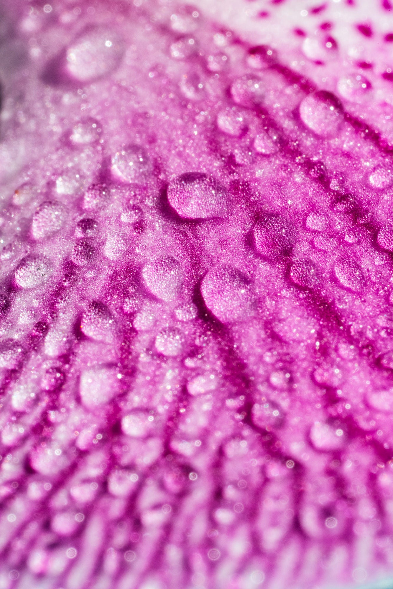 Photo by Erin Sullivan. Alpha 1. 100mm f/2.8 Macro G Master. 1/500-sec., f/22, ISO 3200 Photo by Erin Sullivan. Alpha 1. 100mm f/2.8 Macro G Master. 1/500-sec., f/22, ISO 3200