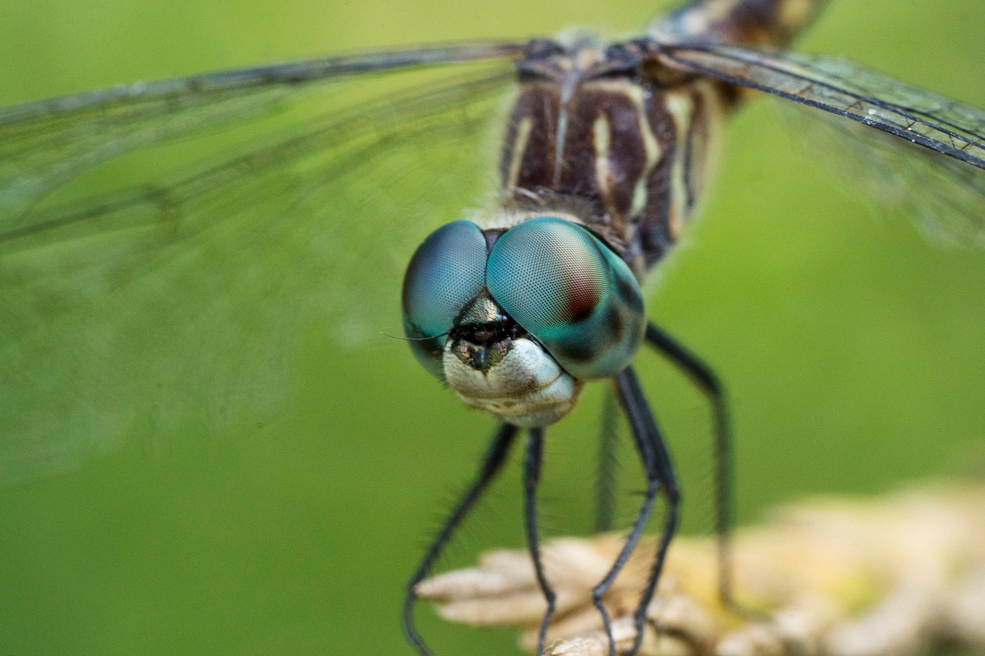 Alpha-Universe-Alpha-Female-Plus-Dragonfly-By-Sandee-Lim.jpg