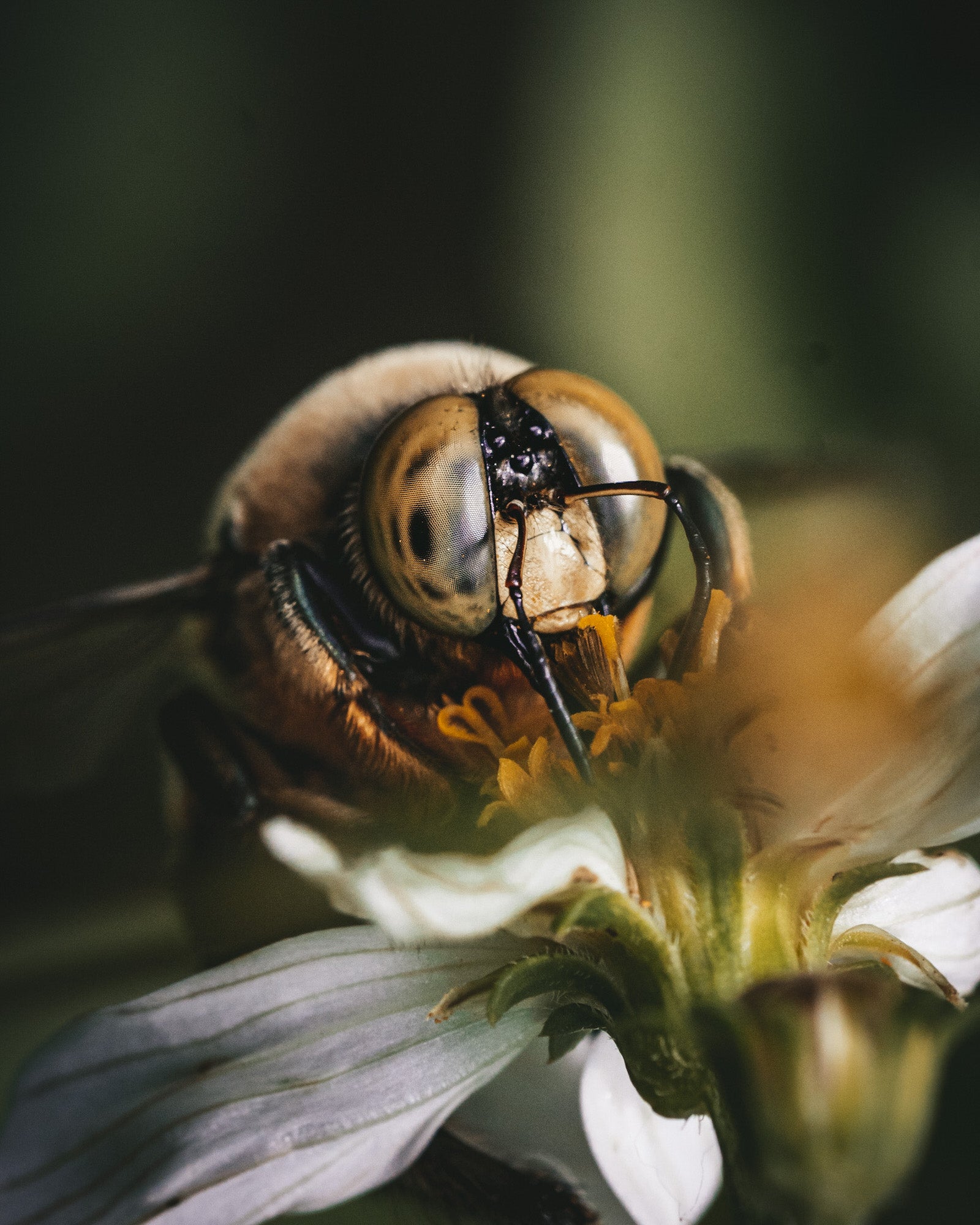 Alpha-Universe-Alpha-Female-Plus-ProtectingPollinators-CarpenterBees-HMather-1.H19GifL7t.jpg