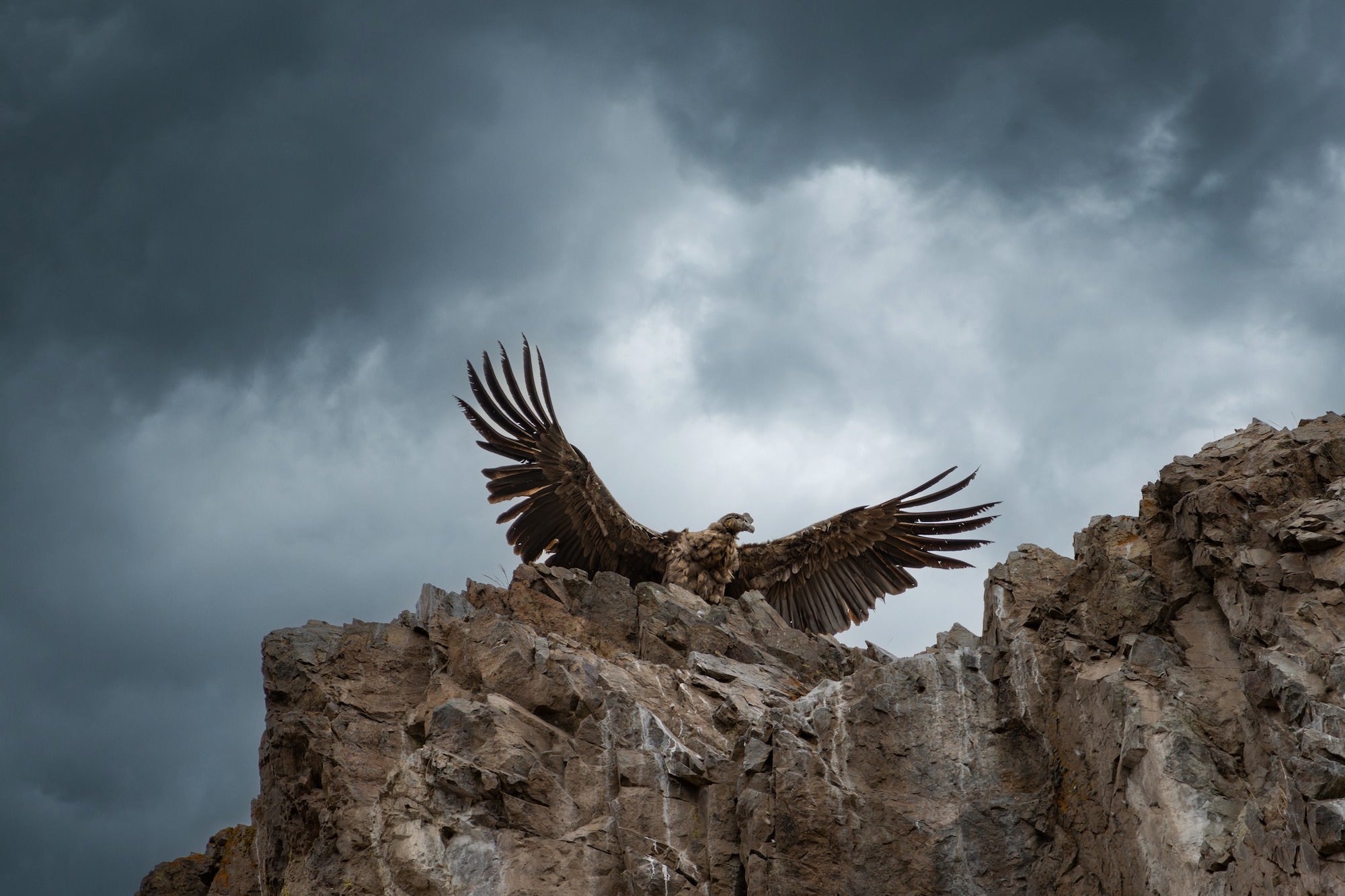 Photo by Megan Brief. Sony Alpha 1. Sony 200-600mm f/5.6-6.3 G. 1/2000-sec., f/6.3, ISO 1250