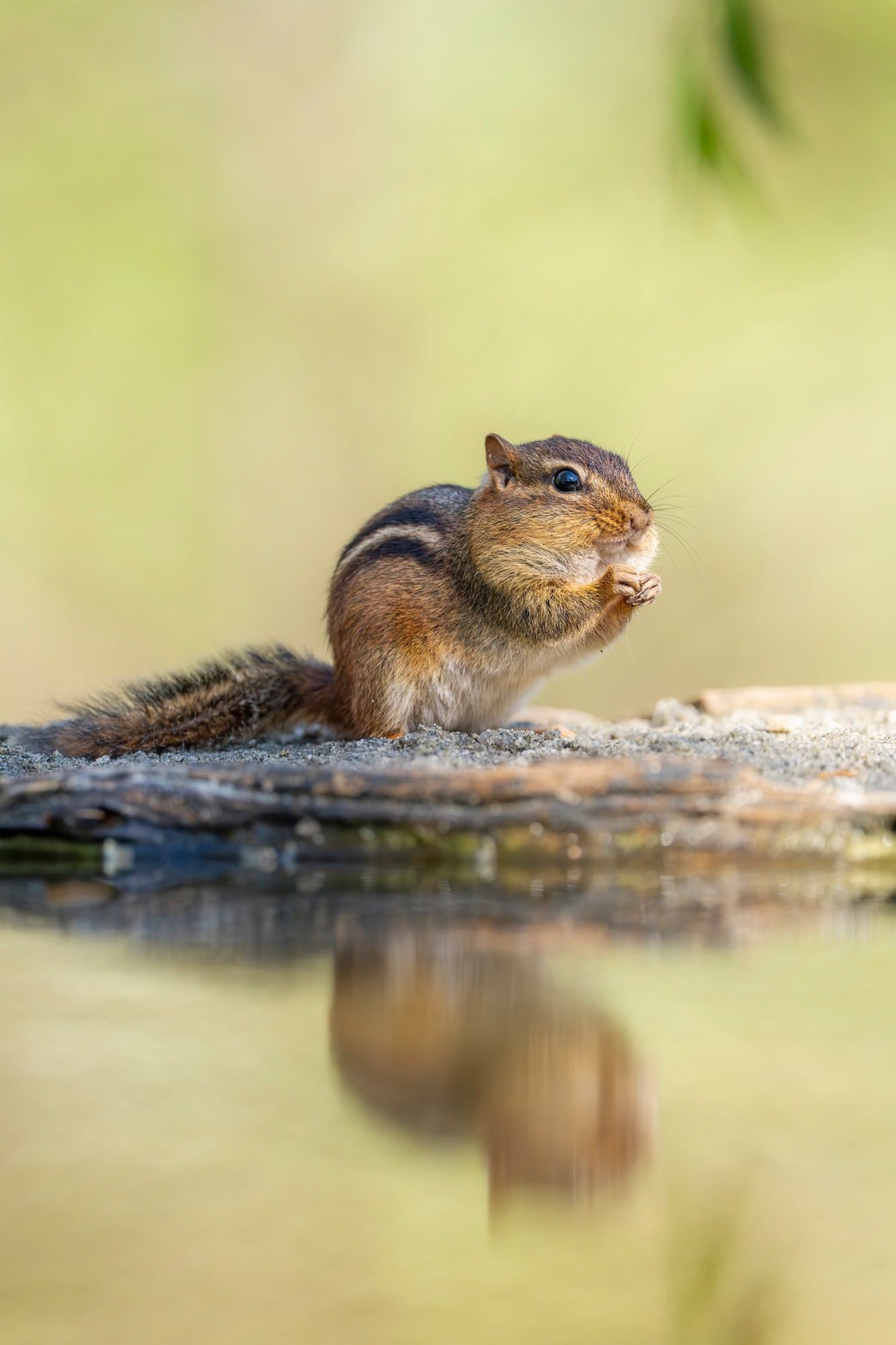 Photo by Tina Horne. Sony Alpha 7R V. Sony 600mm f/4 G Master. 1/2000-sec.,  ISO 1600