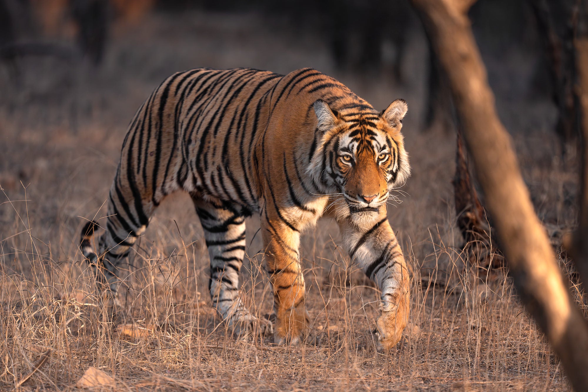 Photo by Colby Brown