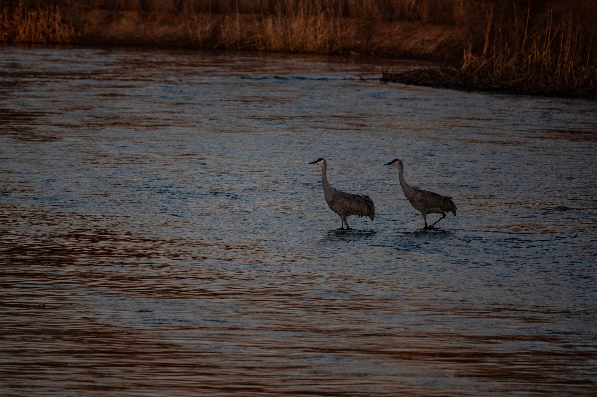 Photo by David Burnett