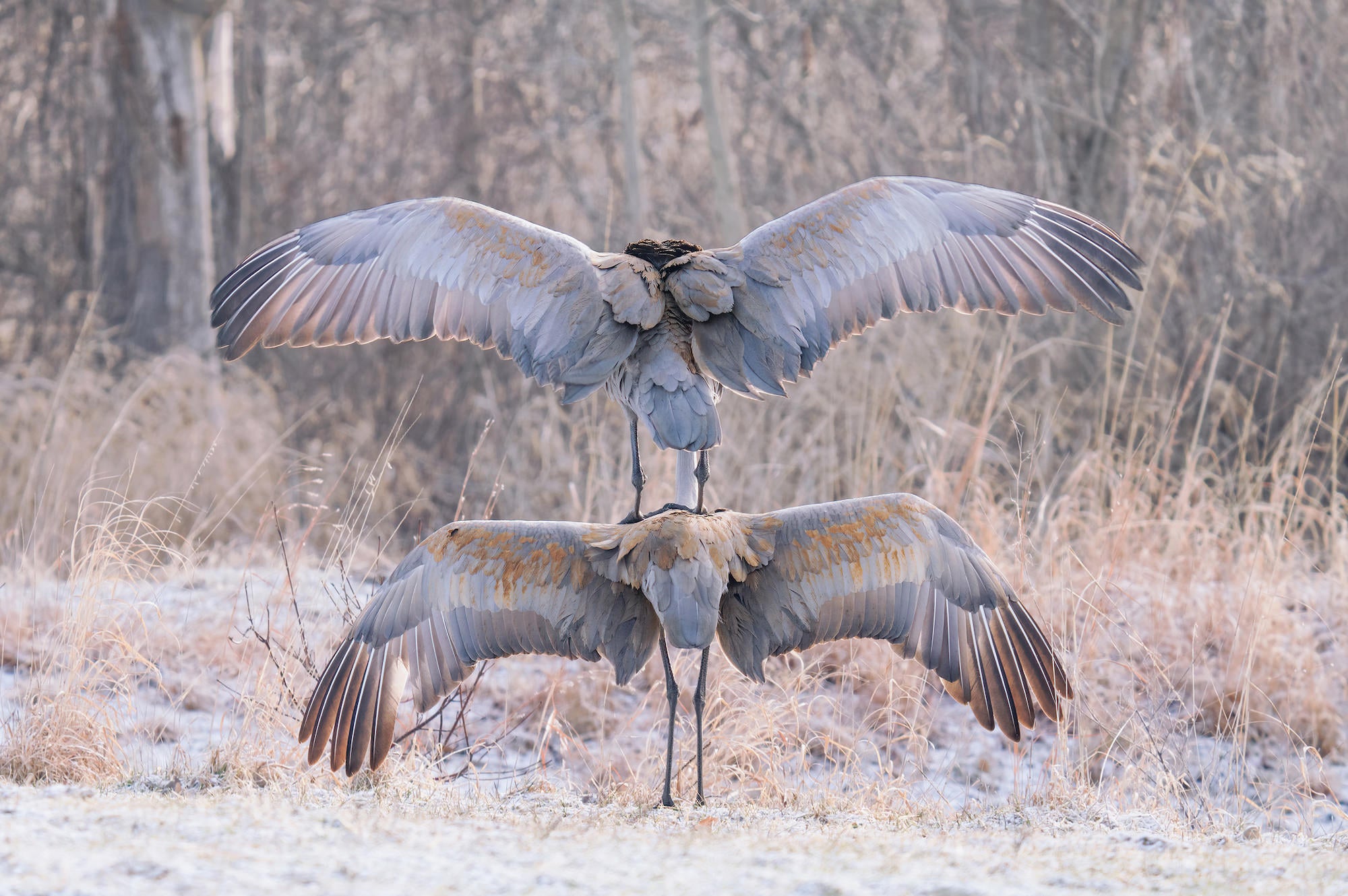 Photo by Adrienne Elliot. Sony Alpha 7R II. Sony 200-600mm f/5.6-6.3 G. 1/250-sec., f/6.3, ISO 400