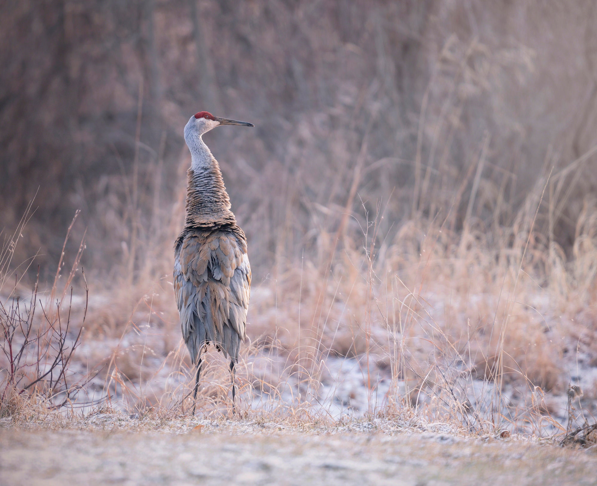 Photo by Adrienne Elliot. Sony Alpha 7R II. Sony 200-600mm f/5.6-6.3 G. 1/200-sec., f/6.3, ISO 400