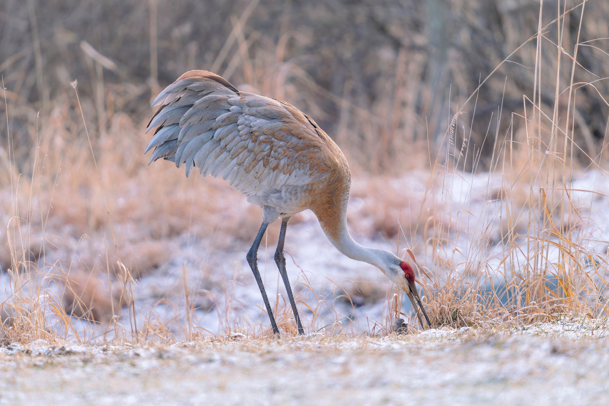 Photo by Adrienne Elliot. Sony Alpha 7R II. Sony 200-600mm f/5.6-6.3 G. 1/320-sec., f/6.3, ISO 400