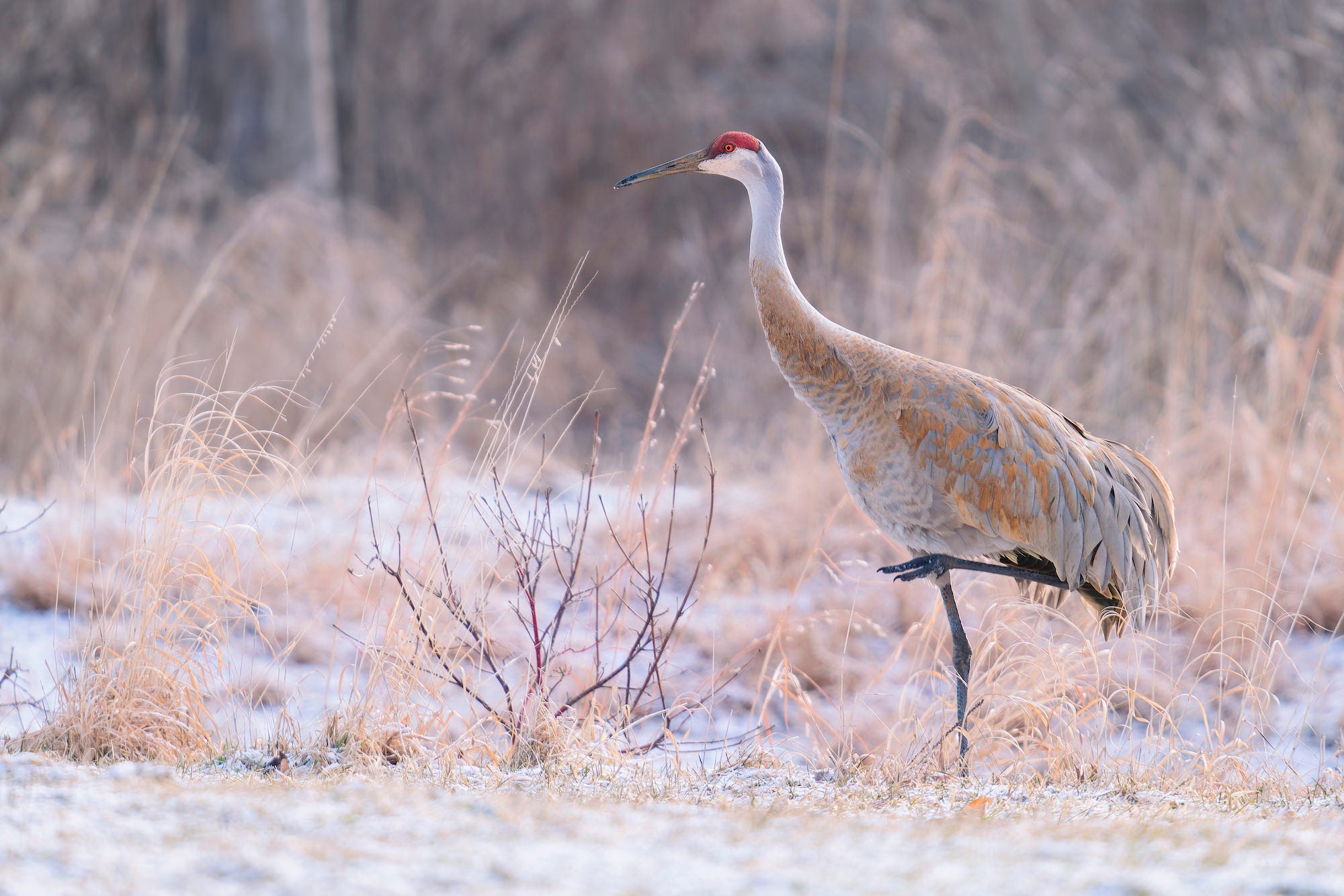 Photo by Adrienne Elliot. Sony Alpha 7R II. Sony 200-600mm f/5.6-6.3 G. 1/250-sec., f/6.3, ISO 400