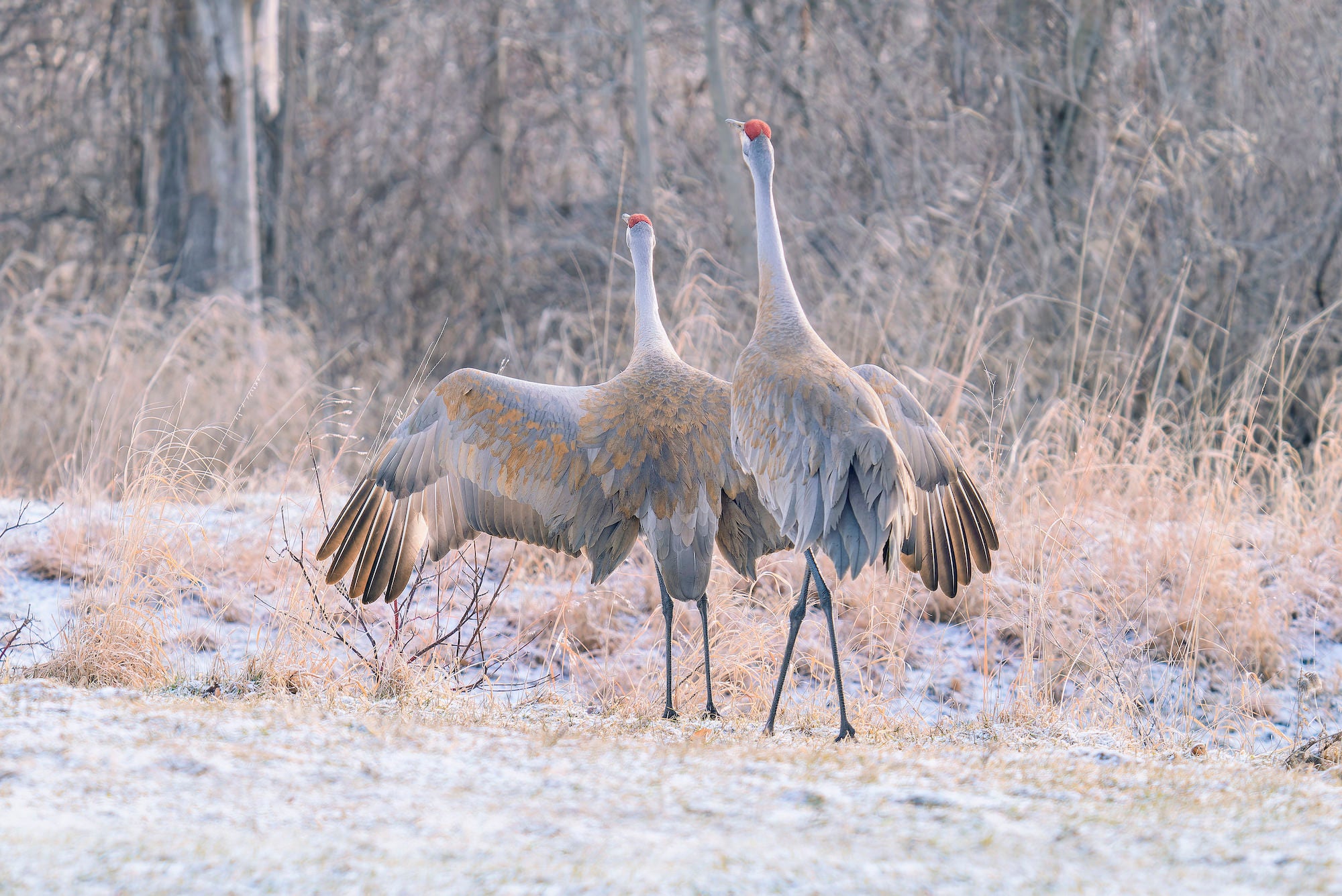 Photo by Adrienne Elliot. Sony Alpha 7R II. Sony 200-600mm f/5.6-6.3 G. 1/250-sec., f/6.3, ISO 400