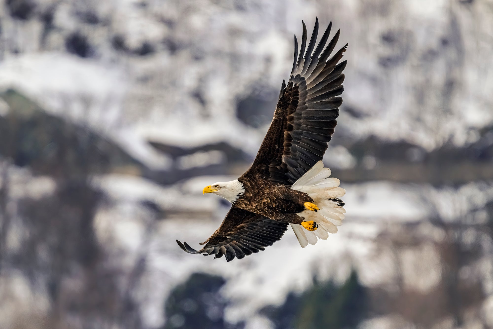 bald eagles flying