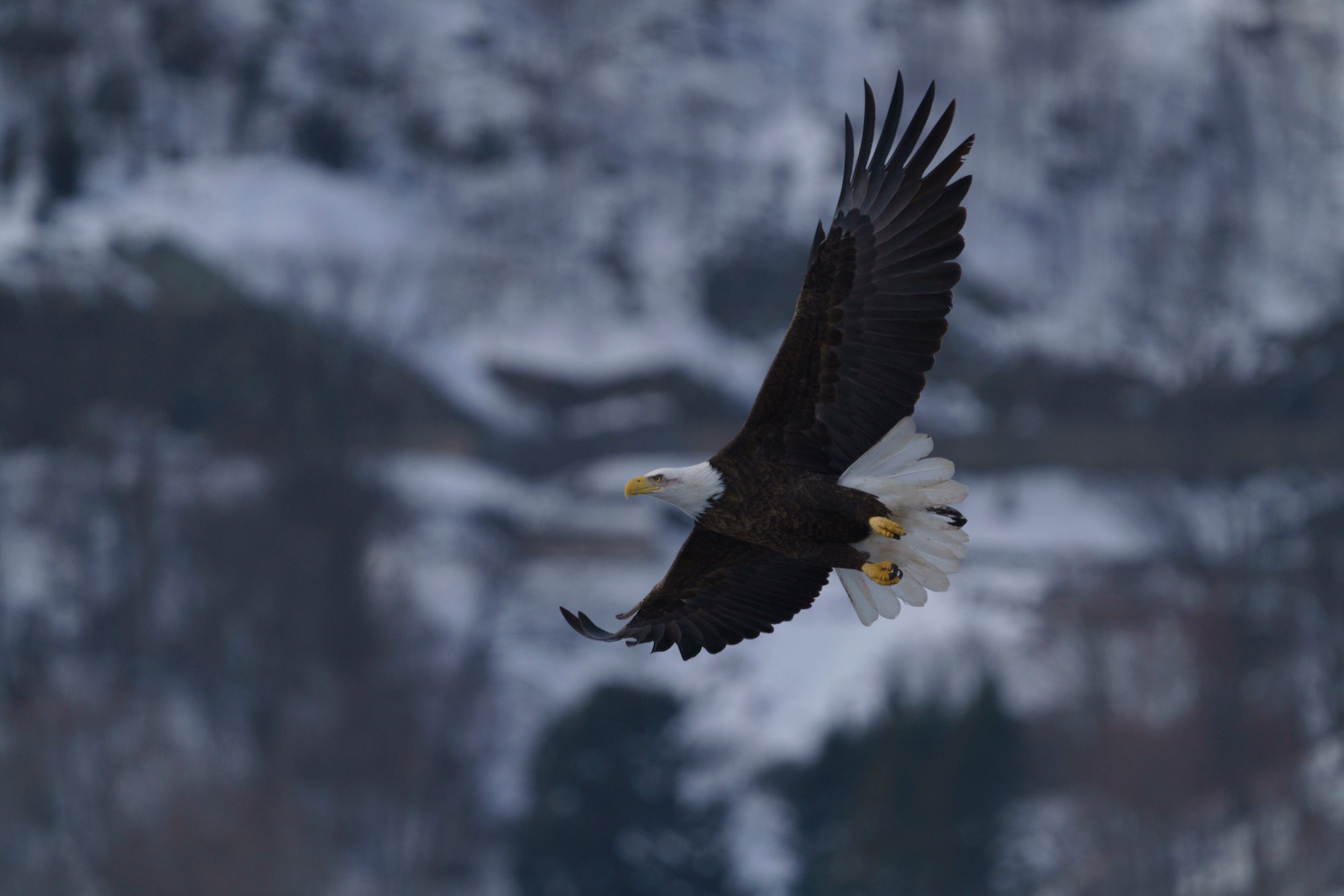 flying bald eagle flight