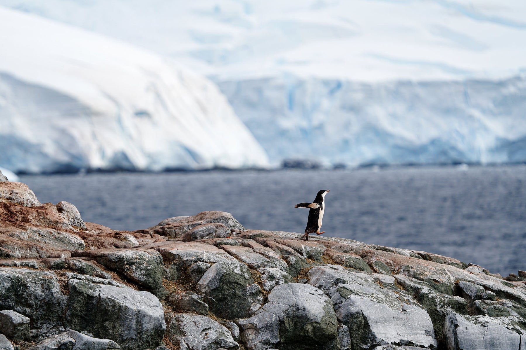 https://alphauniverseglobal.media.zestyio.com/Alpha-Universe-BTS-Allegra-Hutton-Rumbough-penguin_after.jpg?height=1200&fit=bounds