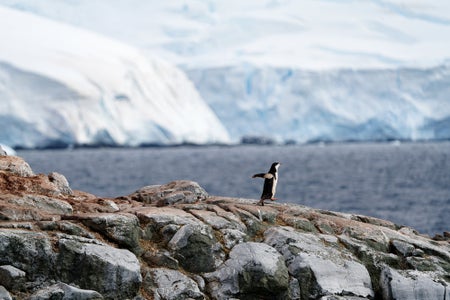 https://alphauniverseglobal.media.zestyio.com/Alpha-Universe-BTS-Allegra-Hutton-Rumbough-penguin_after.jpg?height=300&fit=bounds