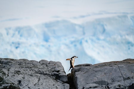 https://alphauniverseglobal.media.zestyio.com/Alpha-Universe-BTS-Allegra-Hutton-Rumbough-penguin_after2.jpg?height=300&fit=bounds