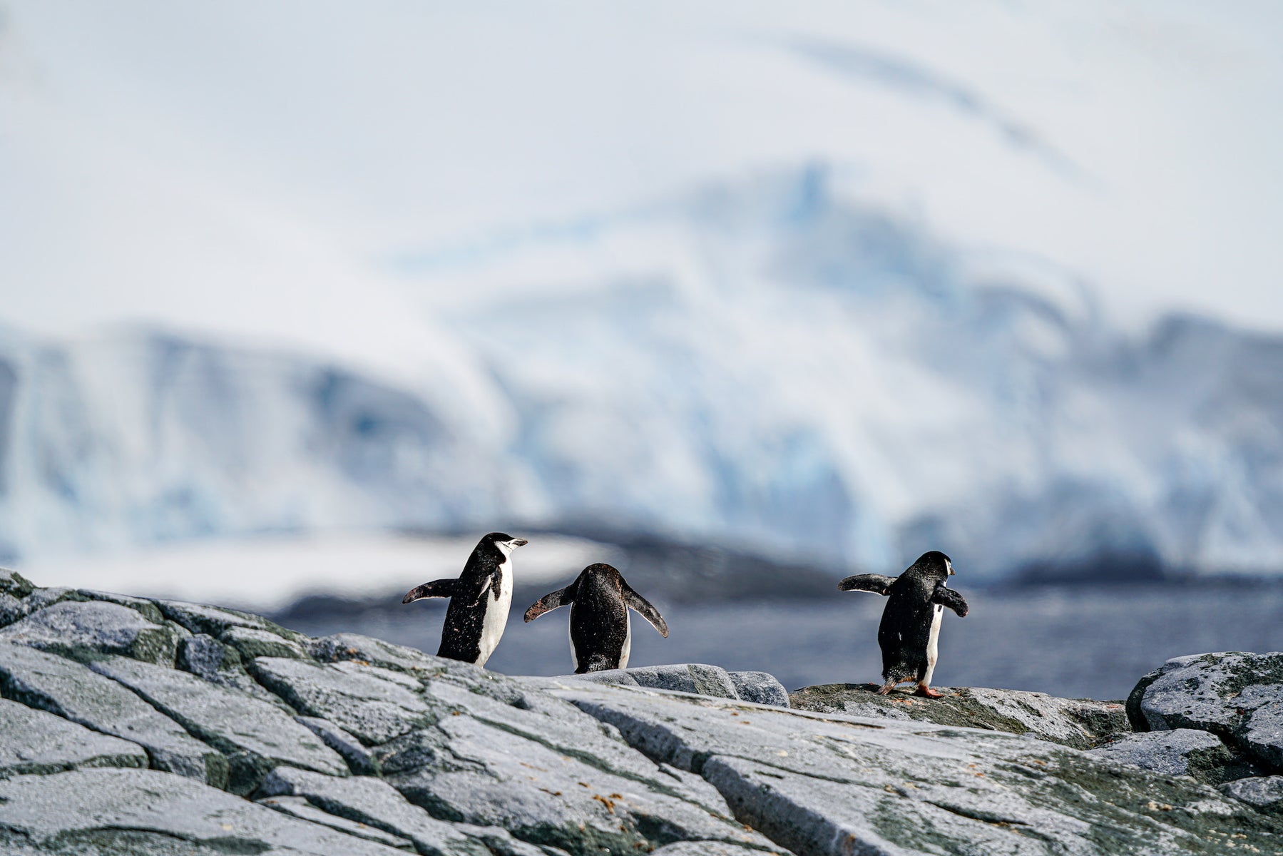 Behind The Shot: An Antarctic Expedition To Photograph An Endearing ...