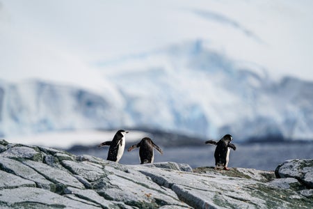 https://alphauniverseglobal.media.zestyio.com/Alpha-Universe-BTS-Allegra-Hutton-Rumbough-penguin_after3.jpg?height=300&fit=bounds