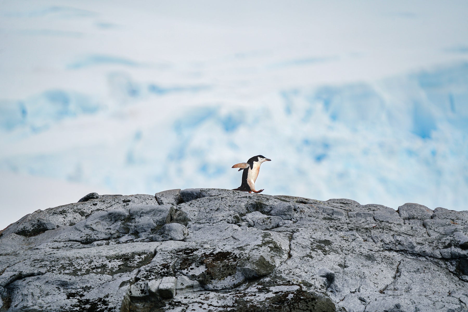 https://alphauniverseglobal.media.zestyio.com/Alpha-Universe-BTS-Allegra-Hutton-Rumbough-penguin_edited.jpg?height=1200&fit=bounds