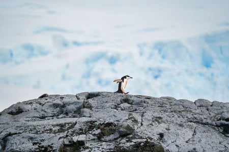 https://alphauniverseglobal.media.zestyio.com/Alpha-Universe-BTS-Allegra-Hutton-Rumbough-penguin_edited.jpg?height=300&fit=bounds