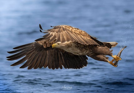 https://alphauniverseglobal.media.zestyio.com/Alpha-Universe-BTS-Alpha-1-400GM-Mike-Phelps-1.jpg?height=300&fit=bounds