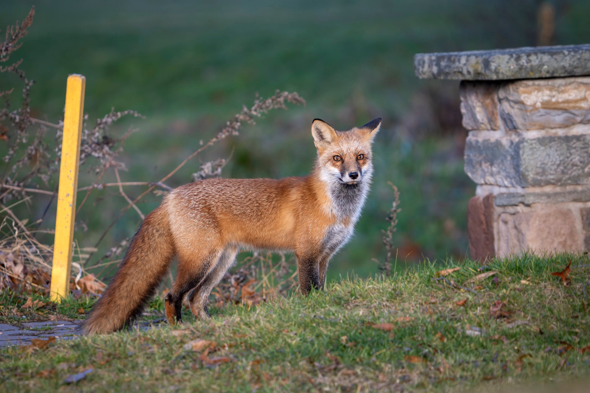 Urban Wildlife Photography & The “Princeton Fox” | Sony | Alpha
