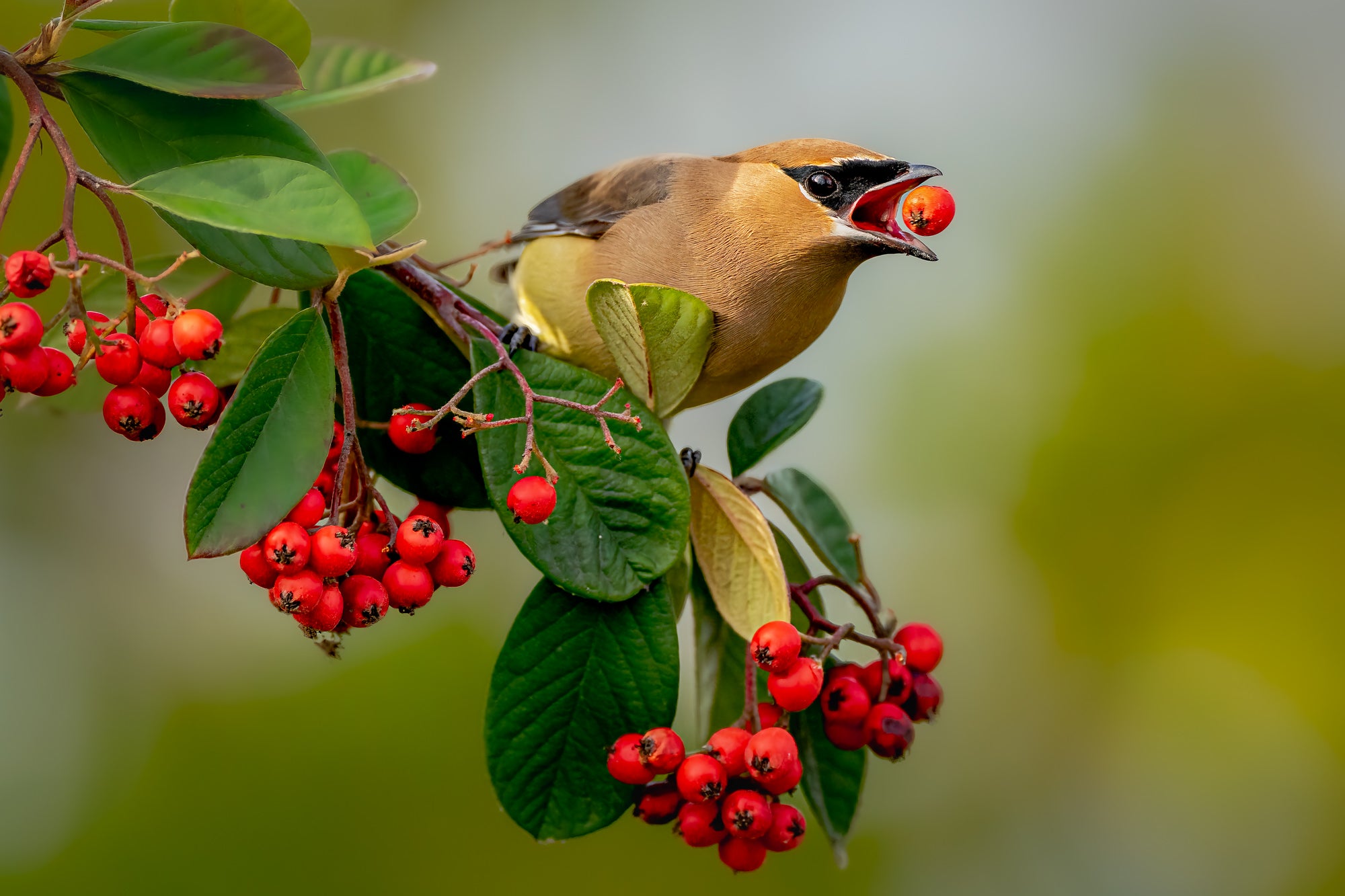 Photo by Kevin Lohman. Sony Alpha 1. Sony 600mm f/4 G Master. 1/1250-sec., f/4, ISO 1600