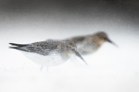 https://alphauniverseglobal.media.zestyio.com/Alpha-Universe-BTS-Bird-Levi-Fitze-1.jpg?height=300&fit=bounds