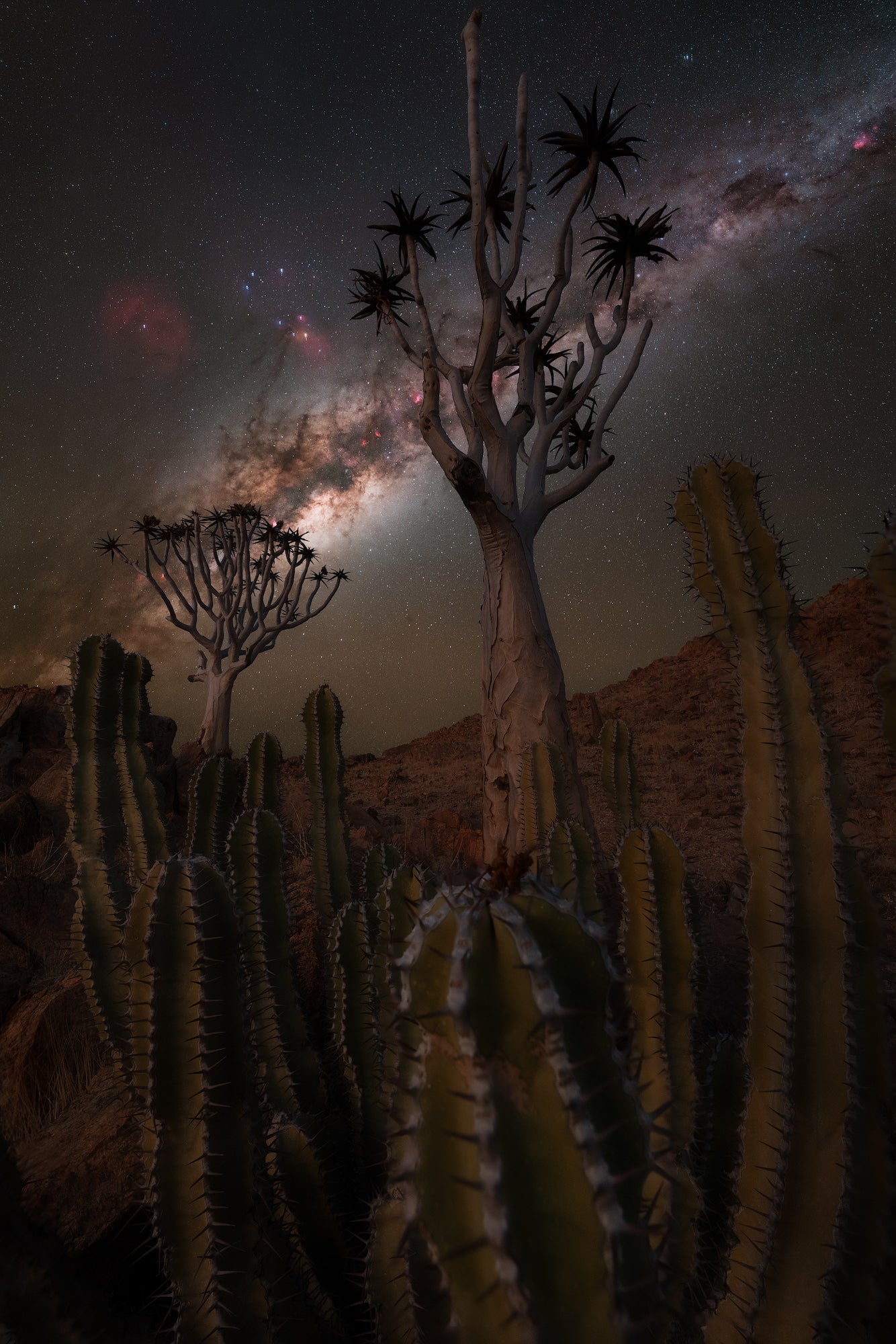 The Milky Way in the background with Joshua trees and a cactus in the foreground