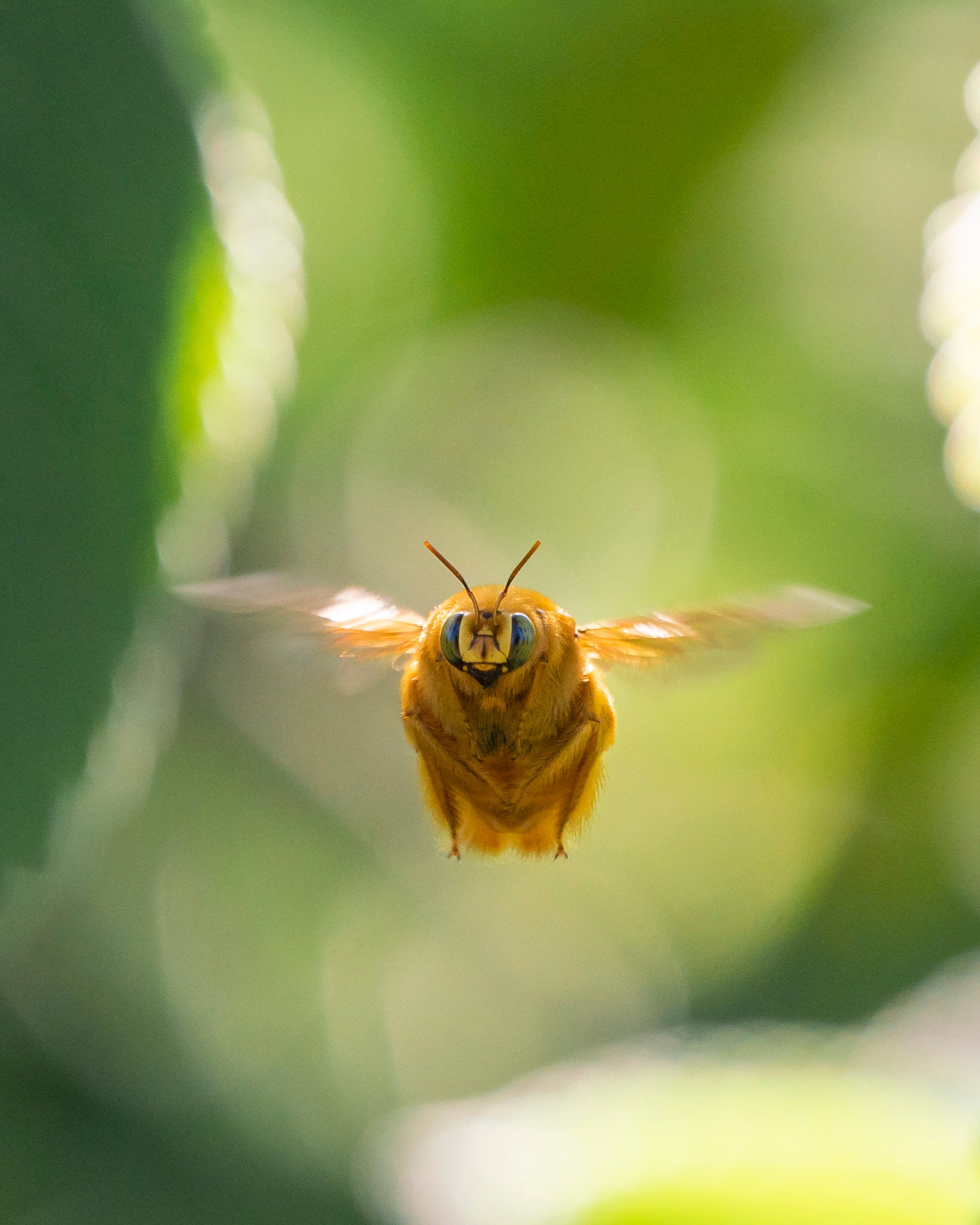 Photo by Chelsea Mayer. Sony Alpha 7R III. Sony 100-400mm f/4.5-5.6 G Master. 1/1600-sec., f/6.3, ISO 2000