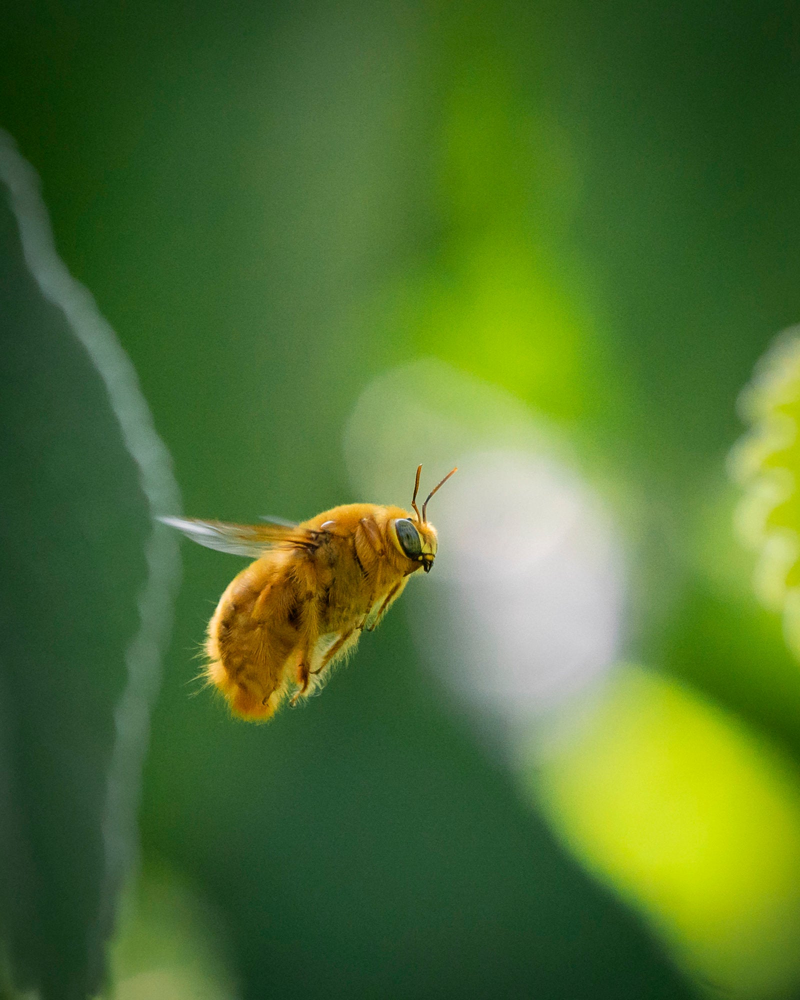 Photo by Chelsea Mayer. Sony Alpha 7R III. Sony 100-400mm f/4.5-5.6 G Master. 1/1600-sec., f/5.6, ISO 2000