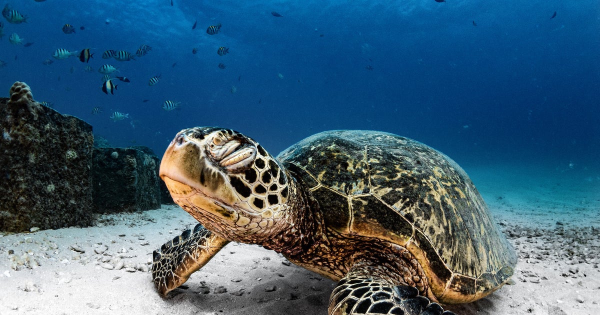 Behind the Shot: A Totally Chill Sea Turtle | Sony | Alpha Universe