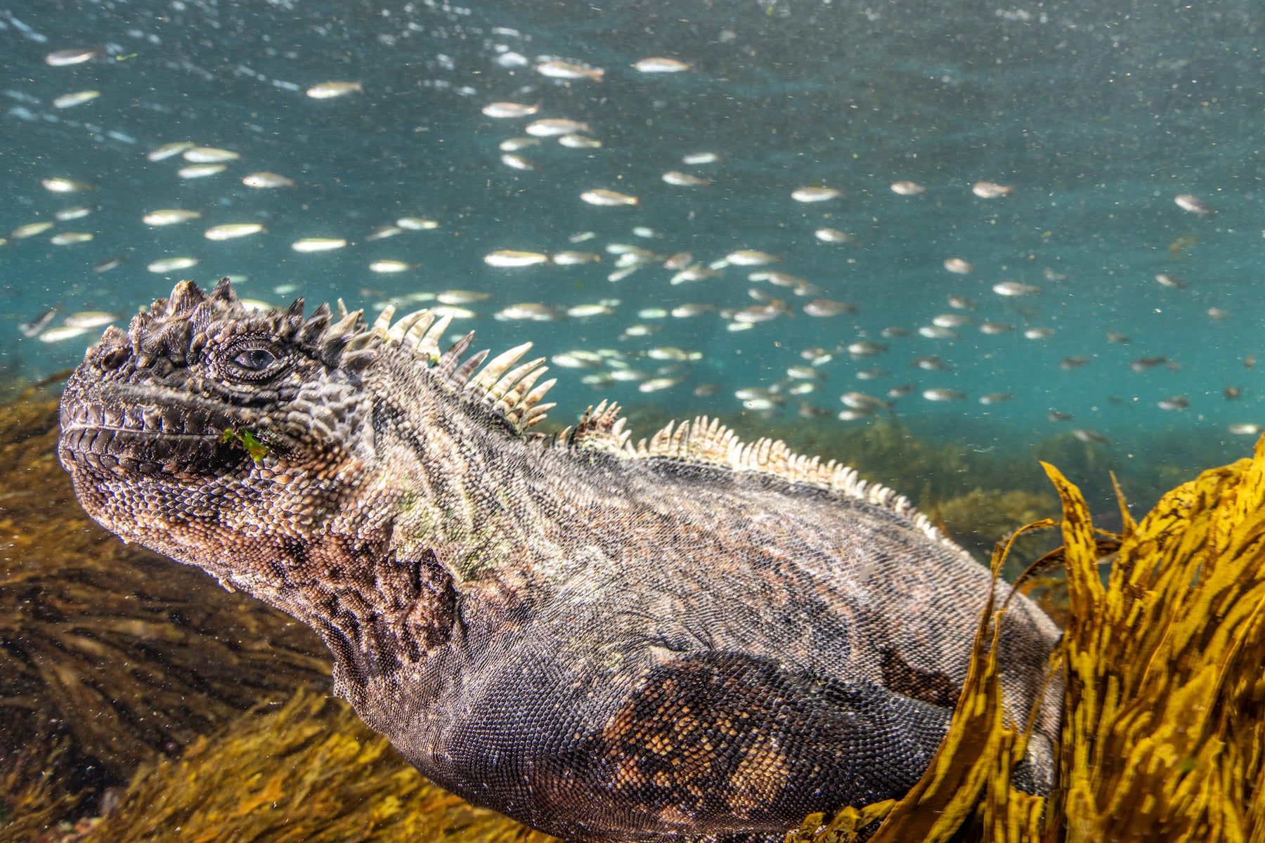 https://alphauniverseglobal.media.zestyio.com/Alpha-Universe-BTS-Cristina-Mittermeier-Marine-Iguana-1.jpg?height=1200&fit=bounds