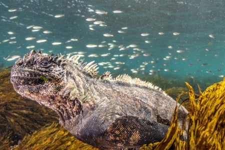 https://alphauniverseglobal.media.zestyio.com/Alpha-Universe-BTS-Cristina-Mittermeier-Marine-Iguana-1.jpg?height=300&fit=bounds