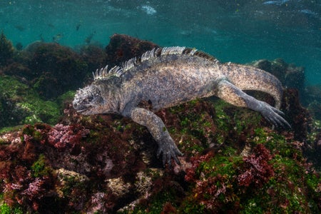 https://alphauniverseglobal.media.zestyio.com/Alpha-Universe-BTS-Cristina-Mittermeier-Marine-Iguana-2.jpg?height=300&fit=bounds