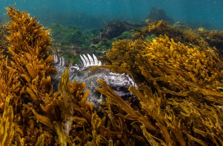 https://alphauniverseglobal.media.zestyio.com/Alpha-Universe-BTS-Cristina-Mittermeier-Marine-Iguana-3.jpg?height=300&fit=bounds