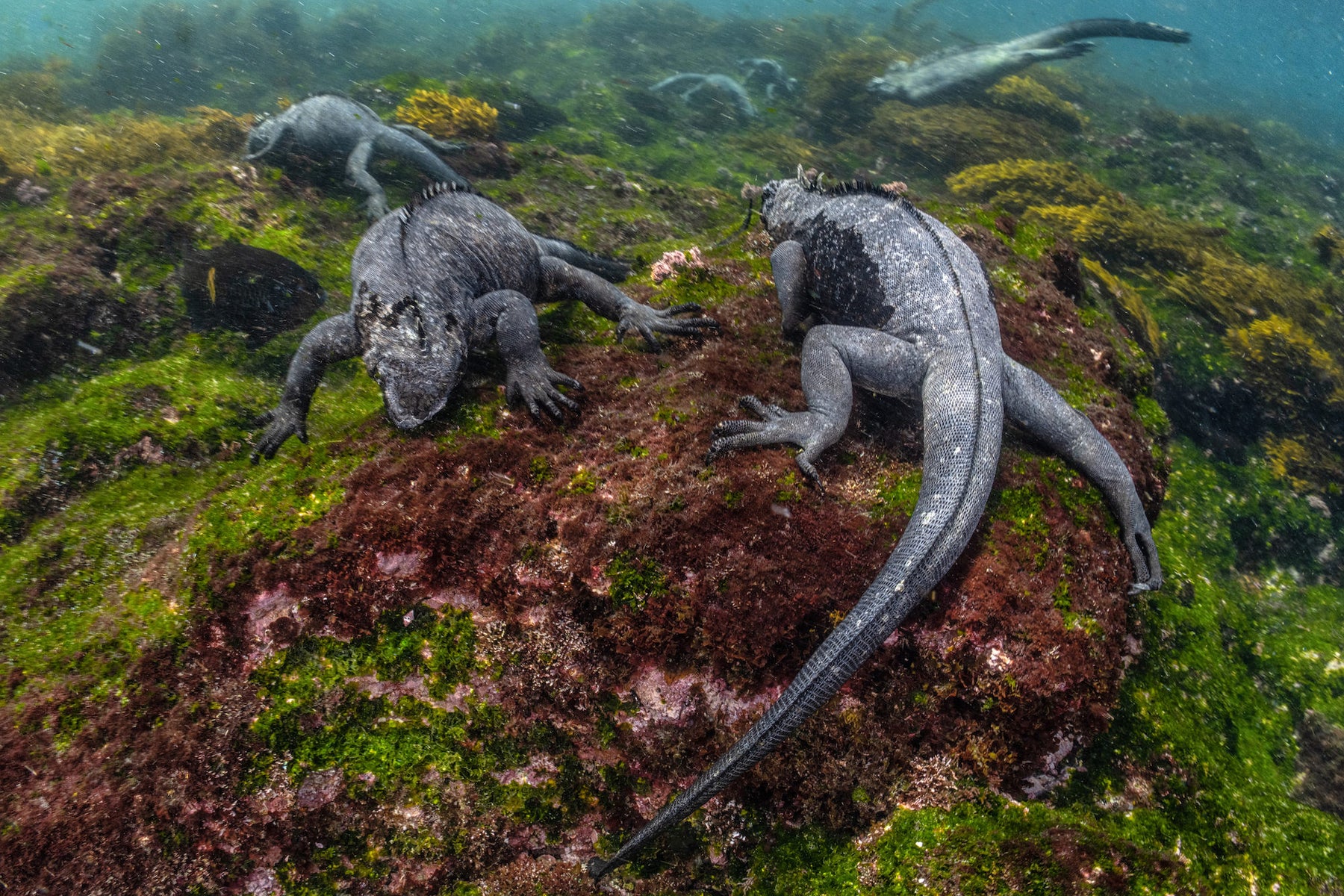 https://alphauniverseglobal.media.zestyio.com/Alpha-Universe-BTS-Cristina-Mittermeier-Marine-Iguana-4.jpg?height=1200&fit=bounds